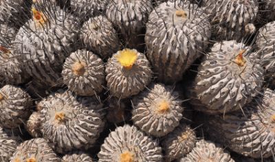 copiapoa